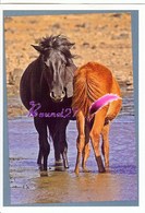 Image Autocollant PANINI Horse Les CHEVAUX Une Aventure Incroyable 131/208 - Other & Unclassified