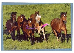 Image Autocollant PANINI Horse Les CHEVAUX Une Aventure Incroyable 108/208 - Otros & Sin Clasificación