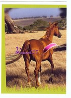 Image Autocollant PANINI Horse Les CHEVAUX Une Aventure Incroyable 31/208 - Altri & Non Classificati
