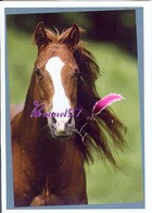 Image Autocollant PANINI Horse Les CHEVAUX Une Aventure Incroyable 92/208 - Otros & Sin Clasificación