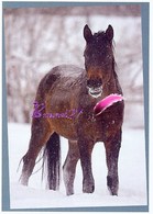 Image Autocollant PANINI Horse Les CHEVAUX Une Aventure Incroyable 143/208 - Other & Unclassified