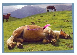 Image Autocollant PANINI Horse Les CHEVAUX Une Aventure Incroyable 127/208 - Autres & Non Classés