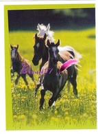 Image Autocollant PANINI Horse Les CHEVAUX Une Aventure Incroyable 16/208 - Otros & Sin Clasificación