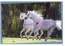 Image Autocollant PANINI Horse Les CHEVAUX Une Aventure Incroyable 42/208 - Autres & Non Classés