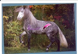 Image Autocollant PANINI Horse Les CHEVAUX Une Aventure Incroyable 78/208 - Otros & Sin Clasificación