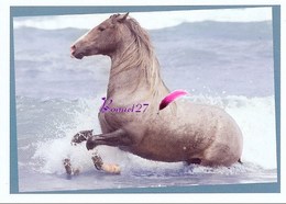 Image Autocollant PANINI Horse Les CHEVAUX Une Aventure Incroyable 129/208 - Other & Unclassified