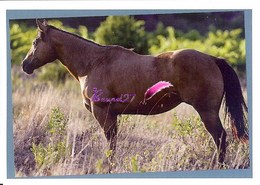 Image Autocollant PANINI Horse Les CHEVAUX Une Aventure Incroyable 91/208 - Other & Unclassified