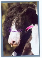 Image Autocollant PANINI Horse Les CHEVAUX Une Aventure Incroyable 81/208 - Other & Unclassified