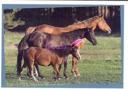 Image Autocollant PANINI Horse Les CHEVAUX Une Aventure Incroyable 3/208 - Autres & Non Classés