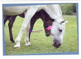 Image Autocollant PANINI Horse Les CHEVAUX Une Aventure Incroyable 4/208 - Other & Unclassified