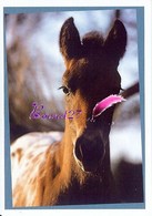 Image Autocollant PANINI Horse Les CHEVAUX Une Aventure Incroyable 15/208 - Autres & Non Classés