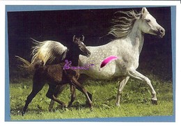 Image Autocollant PANINI Horse Les CHEVAUX Une Aventure Incroyable 45/208 - Autres & Non Classés