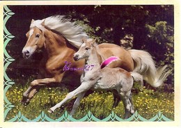 Image Autocollant PANINI Horse Les CHEVAUX Une Aventure Incroyable 52/208 HOLO - Autres & Non Classés