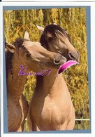 Image Autocollant PANINI Horse Les CHEVAUX Une Aventure Incroyable 76/208 - Otros & Sin Clasificación