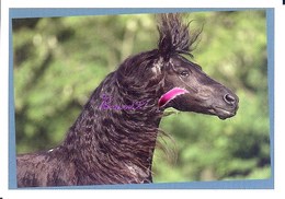 Image Autocollant PANINI Horse Les CHEVAUX Une Aventure Incroyable 49/208 - Other & Unclassified