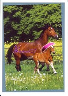 Image Autocollant PANINI Horse Les CHEVAUX Une Aventure Incroyable 95/208 - Autres & Non Classés