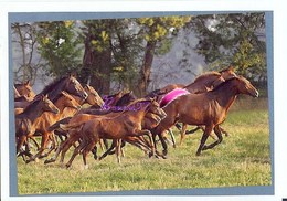 Image Autocollant PANINI Horse Les CHEVAUX Une Aventure Incroyable 115/208 - Autres & Non Classés