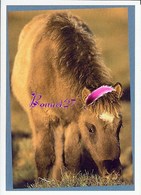 Image Autocollant PANINI Horse Les CHEVAUX Une Aventure Incroyable 11/208 - Autres & Non Classés