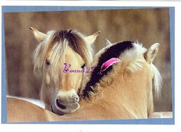 Image Autocollant PANINI Horse Les CHEVAUX Une Aventure Incroyable 57/208 - Autres & Non Classés