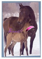 Image Autocollant PANINI Horse Les CHEVAUX Une Aventure Incroyable 135/208 - Other & Unclassified