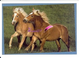 Image Autocollant PANINI Horse Les CHEVAUX Une Aventure Incroyable 51/208 - Other & Unclassified