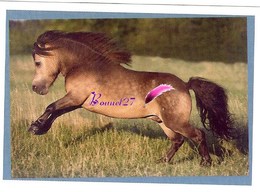 Image Autocollant PANINI Horse Les CHEVAUX Une Aventure Incroyable 70/208 - Autres & Non Classés