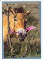 Image Autocollant PANINI Horse Les CHEVAUX Une Aventure Incroyable 126/208 - Autres & Non Classés