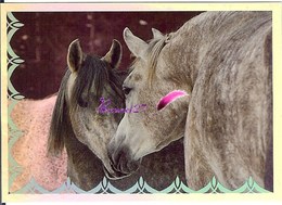 Image Autocollant PANINI Horse Les CHEVAUX Une Aventure Incroyable 43/208 HOLO - Other & Unclassified