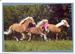 Image Autocollant PANINI Horse Les CHEVAUX Une Aventure Incroyable 114/208 - Autres & Non Classés