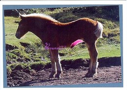 Image Autocollant PANINI Horse Les CHEVAUX Une Aventure Incroyable 54/208 - Autres & Non Classés