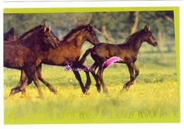 Image Autocollant PANINI Horse Les CHEVAUX Une Aventure Incroyable 27/208 - Sonstige & Ohne Zuordnung