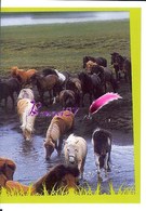 Image Autocollant PANINI Horse Les CHEVAUX Une Aventure Incroyable 23/208 - Other & Unclassified