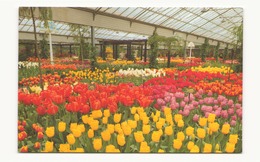 PAYS BAS KEUKENHOF LISSE HOLLAND - Lisse