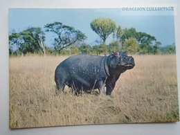 D162977  HIPPO  - Kenya -Zambia - Flusspferde
