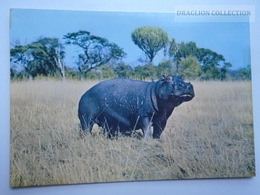 D162978  HIPPO  - Kenya -Zambia - Flusspferde