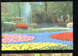 CPM Neuve Pays Bas LISSE Keukenhof  Fleurs - Lisse