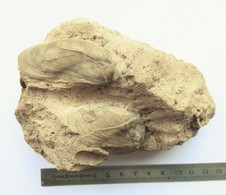 Fossile Bi Valve Moule Mollusque Coquillage - Fossiles