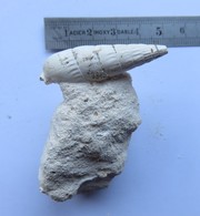 Fossile Lutétien Rhinoclavis Mollusque - Fossielen