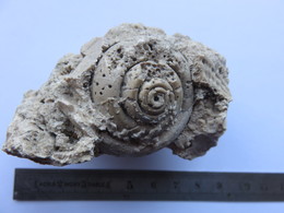 Fossile Lutétien Mollusque - Fossielen