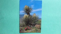 Beauties Of The Desert. Desert Yucca, Beavertail And Strawberry Hedgehog Cacti In Bloom. - Cactus