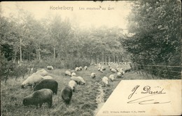 KOEKELBERG :  Les Moutons Au Parc - Koekelberg