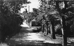 ILE D ARZ      LE GRAND CHEMIN - Ile D'Arz