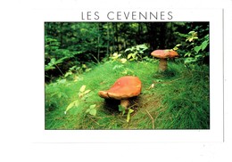 Cpm - Paysages Des Cevennes - à La Recherche Des Cèpes Sous-bois Cevenols -  Champignon Cèpe - - Mushrooms