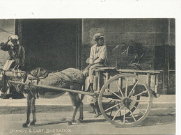 Barbados Donkey Cart Attelage Ane  Edit Collins - Barbades