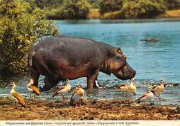 PIE-JmT-19-1641 : HIPPOPOTAME - Hippopotamuses