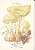 77134- MUSHROOMS, PLANTS - Paddestoelen