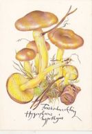 77137- MUSHROOMS, PLANTS - Paddestoelen