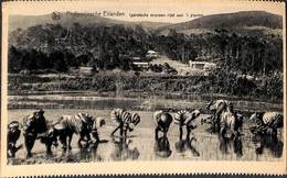 Philippines - Femmes Plantant Du Riz - Women Planting Rice (animation) - Filippine