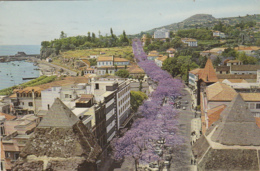 Portugal - Funchal - Avenida Arriaga - Allée Des Jacarandas En Fleur - 1968 - Madeira