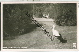 Berlin-Kreuzberg - Der Kreuzberg - Im Tiergehege - Storch - Verlag Klinke & Co. Berlin Foto-Ansichtskarte 50er Jahre - Kreuzberg